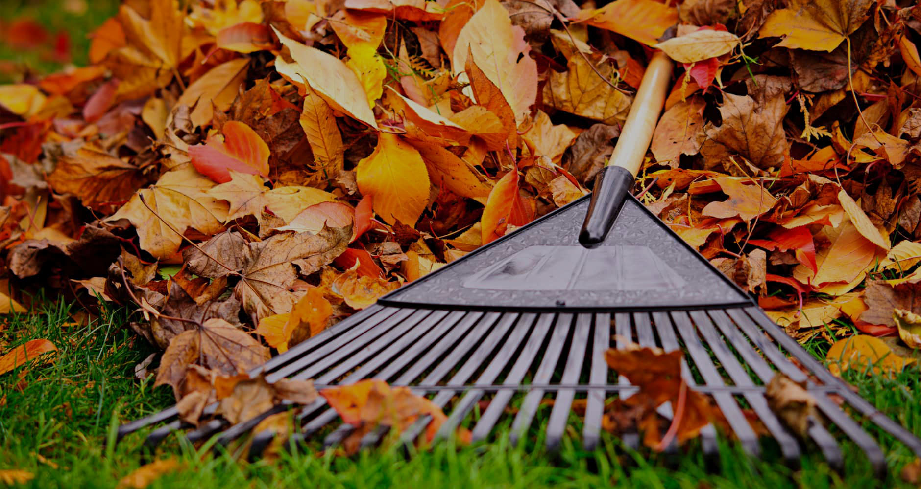 fall-leaf-removal-services-paseur-s-landscaping